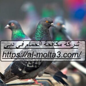 [صورة: %D8%B4%D8%B1%D9%83%D8%A9-%D9%85%D9%83%D8...00x300.jpg]