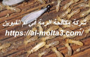 [صورة: %D8%B4%D8%B1%D9%83%D8%A9-%D9%85%D9%83%D8...00x190.jpg]