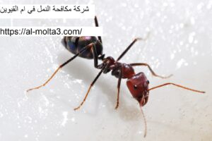 [صورة: %D8%B4%D8%B1%D9%83%D8%A9-%D9%85%D9%83%D8...00x200.jpg]