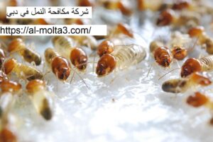 [صورة: %D8%B4%D8%B1%D9%83%D8%A9-%D9%85%D9%83%D8...00x201.jpg]