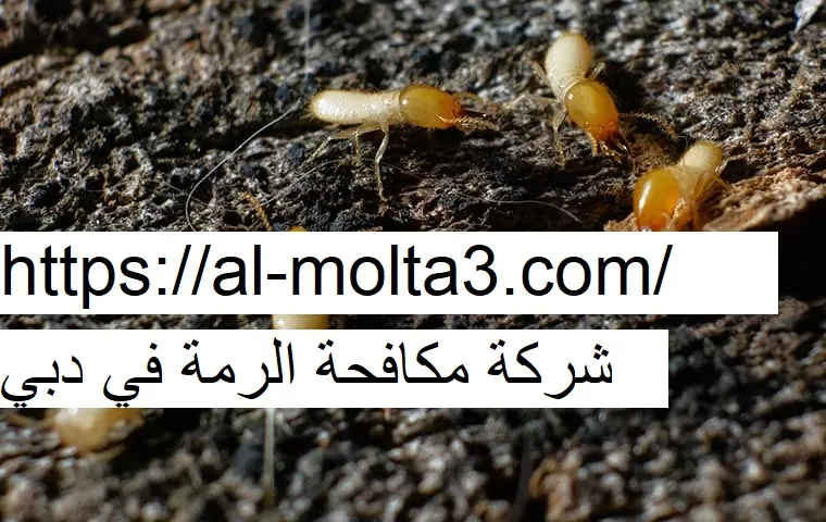 شركة مكافحة الرمة في دبي