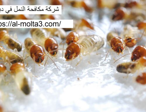 شركة مكافحة النمل في دبي |0521915027| طرد النمل