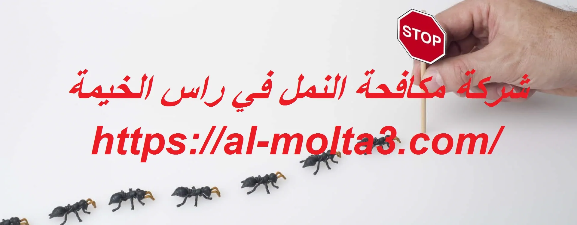 شركة مكافحة النمل في راس الخيمة