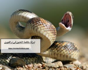 [صورة: %D8%B4%D8%B1%D9%83%D8%A9-%D9%85%D9%83%D8...00x240.jpg]