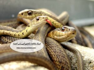 [صورة: %D8%B4%D8%B1%D9%83%D8%A9-%D9%85%D9%83%D8...00x225.jpg]