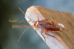 [صورة: %D8%B4%D8%B1%D9%83%D8%A9-%D9%85%D9%83%D8...00x200.jpg]