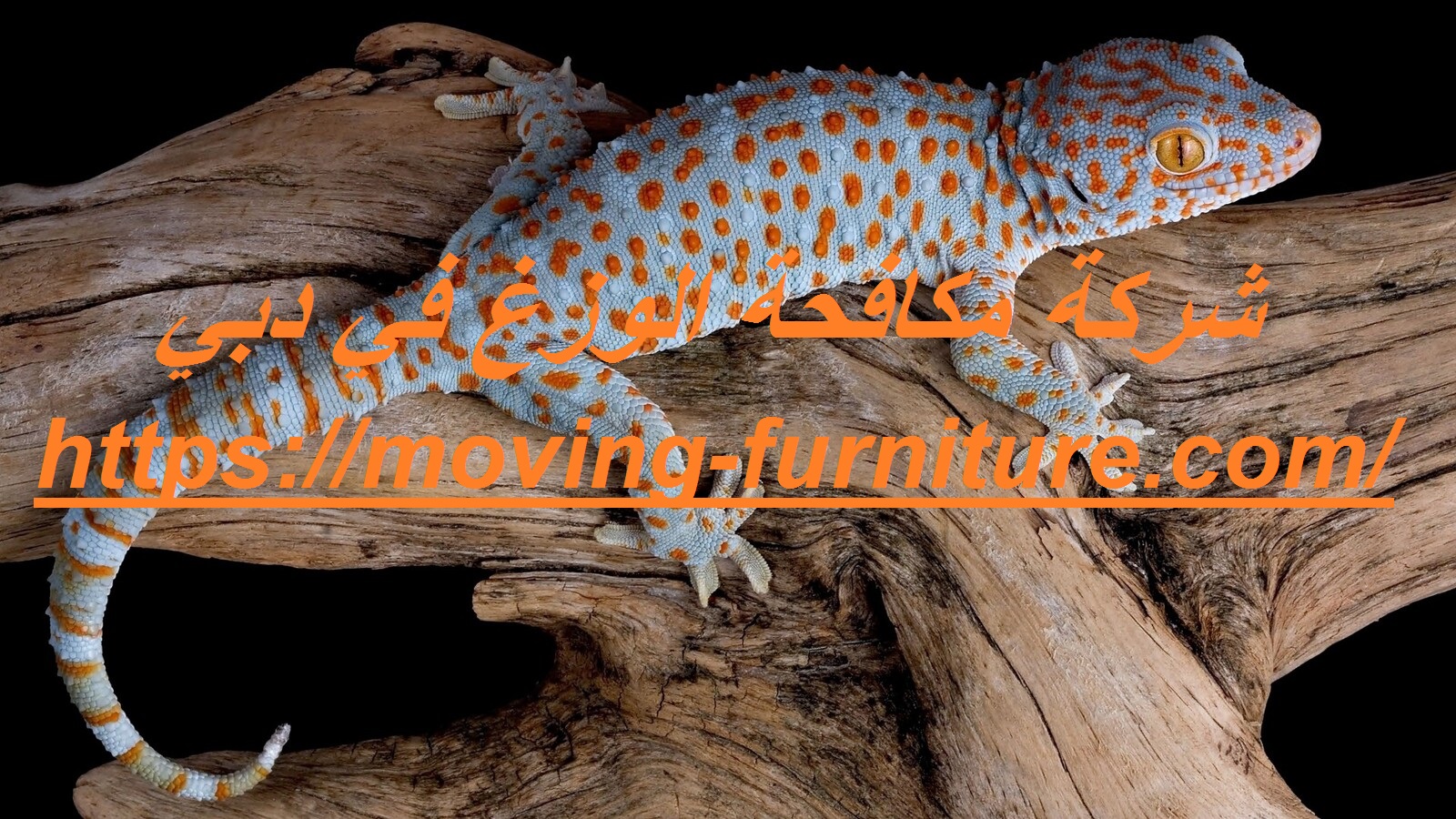 [صورة: %D8%B4%D8%B1%D9%83%D8%A9-%D9%85%D9%83%D8...%D9%8A.jpg]