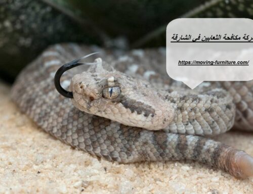 شركة مكافحة الثعابين في الشارقة |0521915027| طرد ثعابين