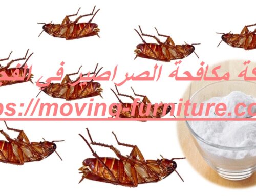 شركة مكافحة الصراصير في الفجيرة |01114323865