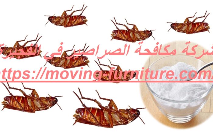 شركة مكافحة الصراصير في الفجيرة