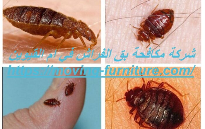 شركة مكافحة بق الفراش في ام القيوين