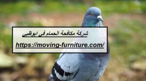 [صورة: %D8%B4%D8%B1%D9%83%D8%A9-%D9%85%D9%83%D8...00x168.jpg]
