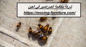 [صورة: %D8%B4%D8%B1%D9%83%D8%A9-%D9%85%D9%83%D8...00x167.jpg]
