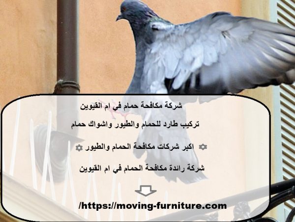 شركة مكافحة حمام في ام القيوين