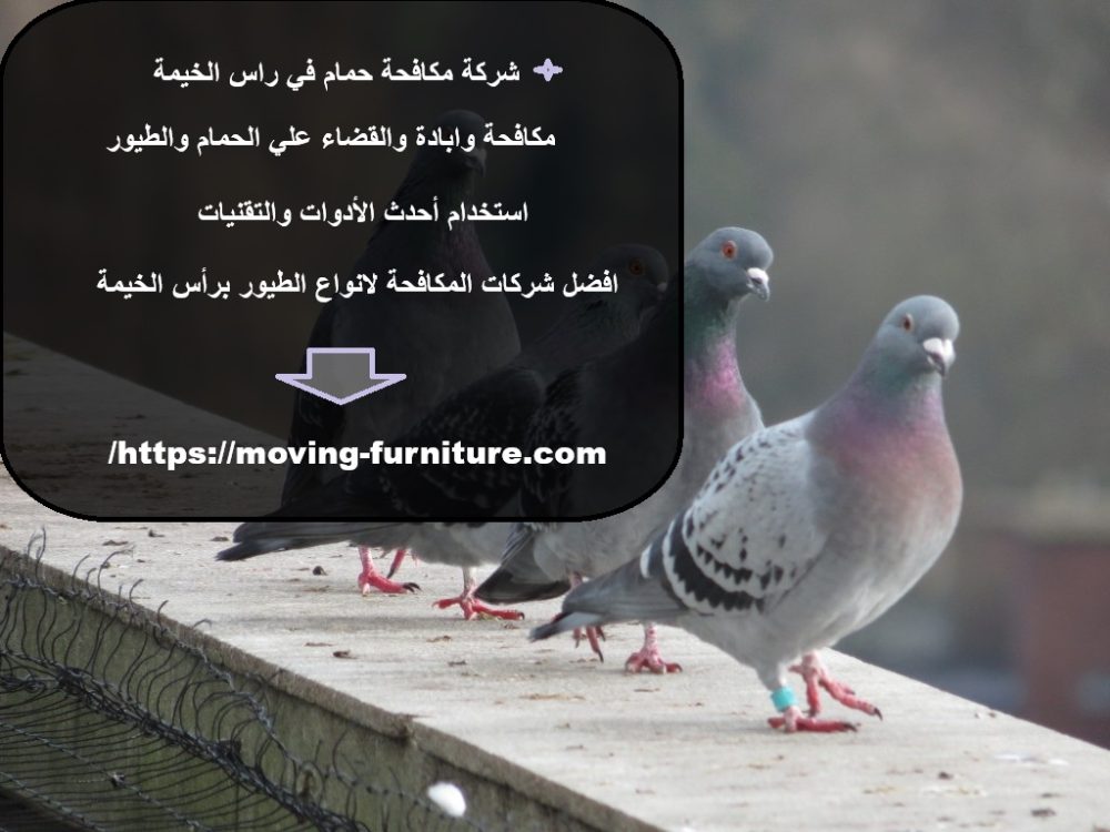 شركة مكافحة حمام في راس الخيمة